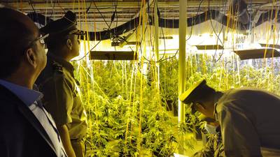 Alta tecnología en grandes galpones: el sofisticado sistema de cultivo de marihuana indoor que tenían dos chinos en Quinta de Tilcoco y Malloa