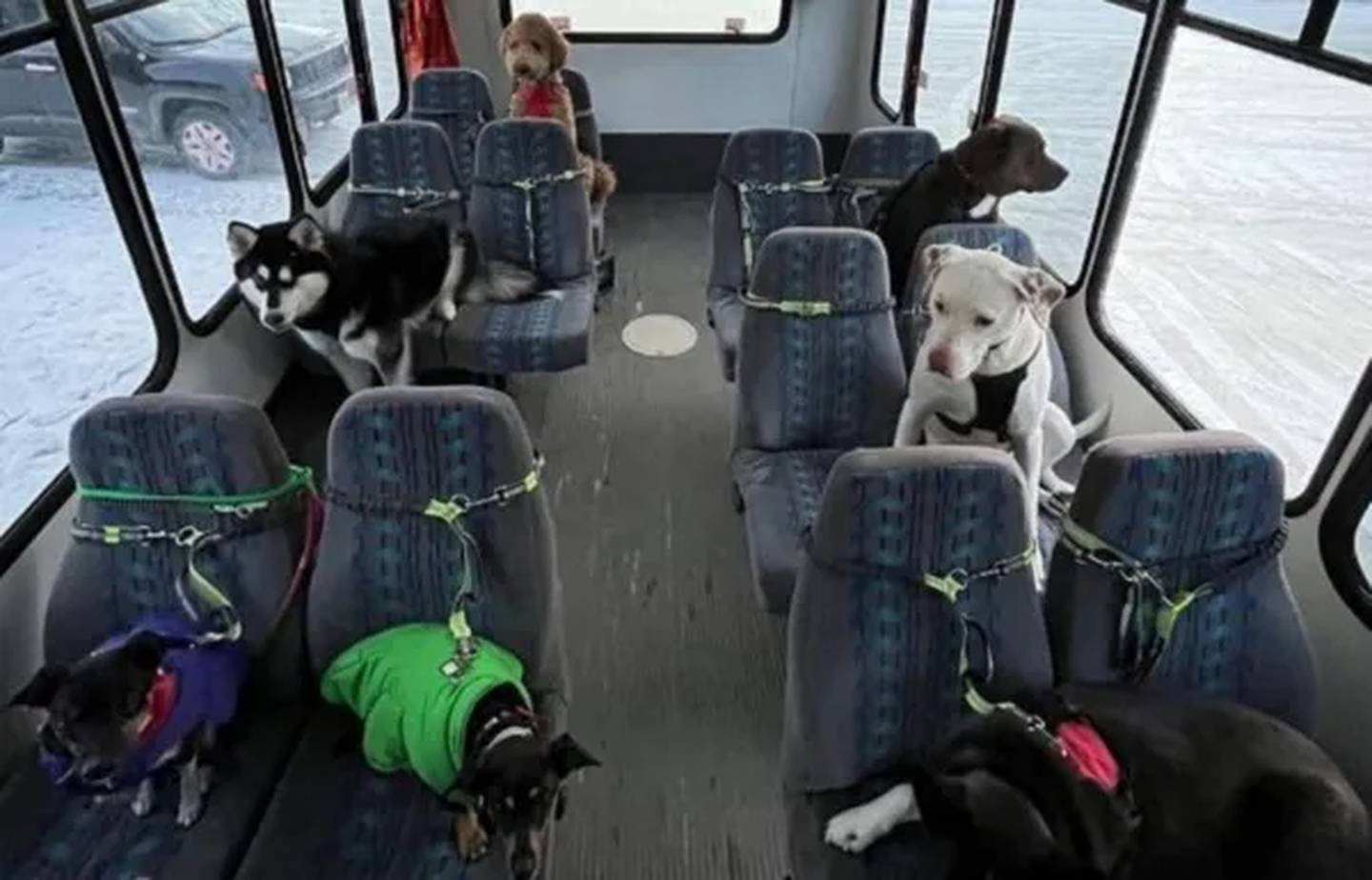 Cada perrito sabe cuál es su asiento